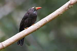 0A2A1562 Bare-headed Laughingthrush.jpg