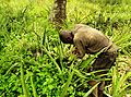 A Pineapple Farmer in Congo (DRC)
