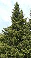 Abies bracteata 1