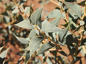 Acacia inaequilatera foliage