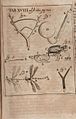 Acta Eruditorum - XVIII zoologia, 1682 – BEIC 13349171
