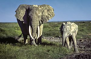 African Bush Elephant, Amboseli National Park, Kenya (37211779966)