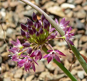 Allium tuolumnense 2.jpg