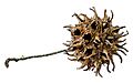 American sweetgum tree balls (spiny seed pods) -- Liquidambar styraciflua