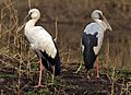 Asian open-billed storks (Anastomus oscitans) juvenile on right