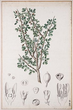 Balsamodendron ehrenbergianum00