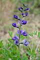 Baptisia australis