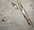 Belemnites Ports Tortosa2