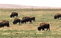 Bison at tallgrass prairie preserve