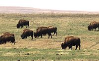 Bison at tallgrass prairie preserve