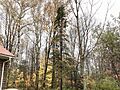 Black Spruce on a rainy autumn day in Abbot, ME, United States