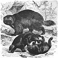 Brehms Het Leven der Dieren Zoogdieren Orde 4 Veelvraat (Gulo borealis)
