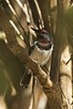 Brown-throated Wattle-eye - Gambia (31807728694)