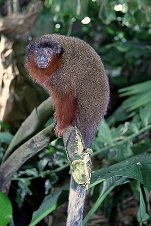 Brown Titi Monkey (Callicebus brunneus) 4.jpg