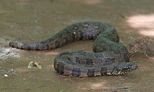 Brown Water Snake.jpg