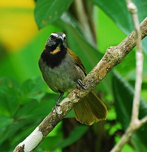 Buff-throated Saltator.jpg