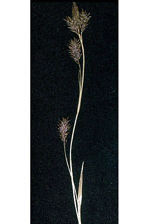 Carex luzulina NRCS-1.jpg
