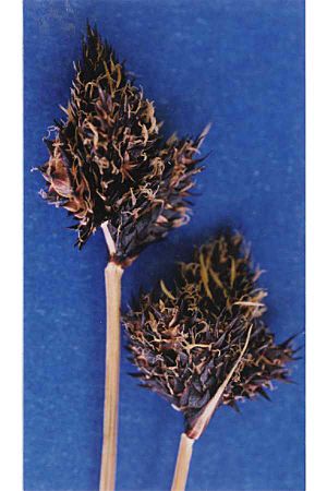 Carexalbonigra.jpg