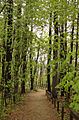 Carlisle MA forest path