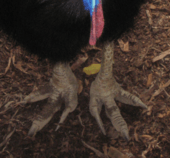 Cassowary feet closeup