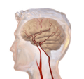 Cerebrovascular System