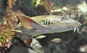 Chiloscyllium griseum Oceanopolis.jpg