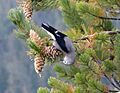 Clark's Nutcracker. Nucifraga columbiana - Flickr - gailhampshire