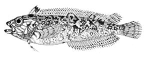 Clinus superciliosus.jpg