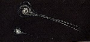 CometBiela