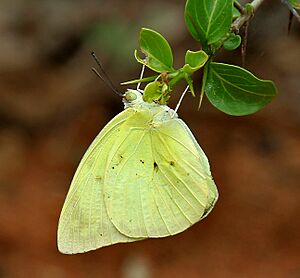 Common Emigrant (Catopsilia pomona) W IMG 9545
