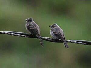 Contopus fumigatus Pibí oscuro Smoke-colored Pewee (juveniles) (13975635296)