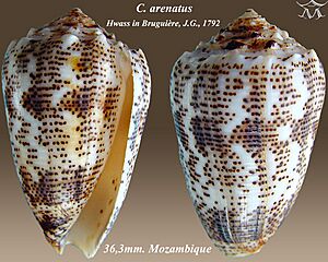 Conus arenatus 2.jpg