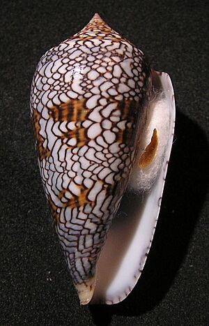 Conus textile archiepiscopus 001