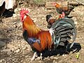 Coq-gaulois-dore (cropped)