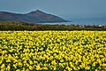 Cornwall Daffodils