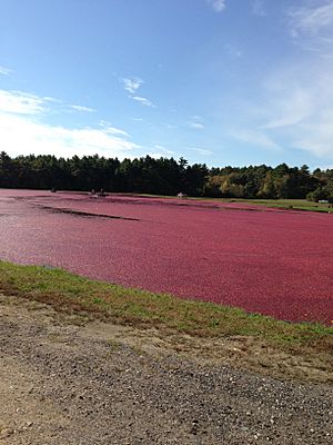 Cranberry Harvest in Massachusetts