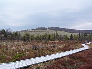 Cranesville Swamp - Bog