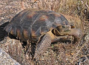 Sonoran Desert tortoise, "G. morafkai"