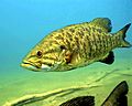 Detailed underwater photo of smallmouth bass fish micropterus dolomieu