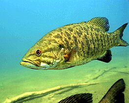 Detailed underwater photo of smallmouth bass fish micropterus dolomieu