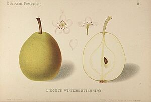 Deutsche Pomologie - Birnen - 013