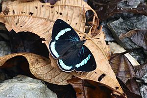 Diaethria neglecta neglecta uppersides.jpg