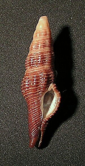 Dolicholatirus bairstowi 001