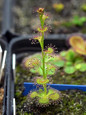 Drosera platypodaPlantHabit.jpg