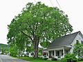 Elm Tree in Vermont June 2017