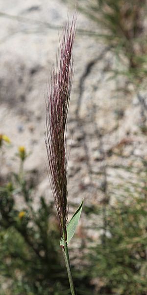 Elymus elymoides squirrel-tail grass close