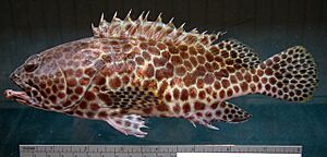 Epinephelus merra JNC1499