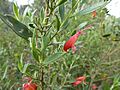 Eremophila decipiens decipiens (leaves and flowers