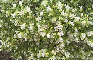 Eremophila mitchellii