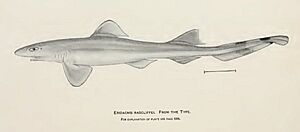 Eridacnis radcliffei.jpg